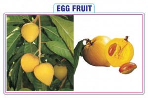 Egg Fruit